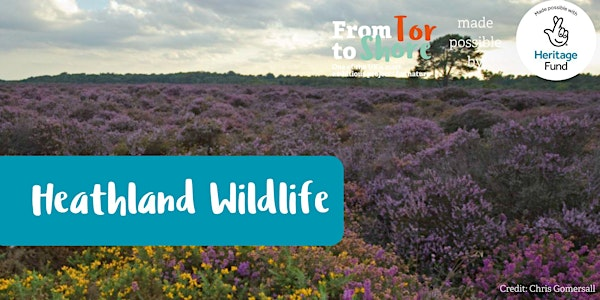 T2S Heathland Wildlife Workshop | Breney Common