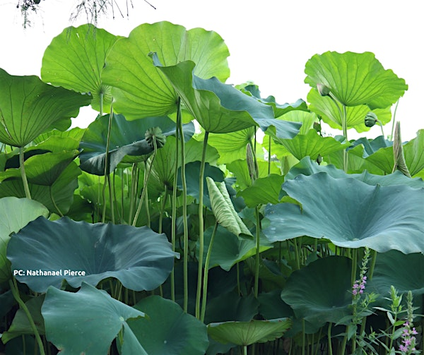 Plant Prayers 8/3 at 2pm | Kenilworth Aquatic Gardens