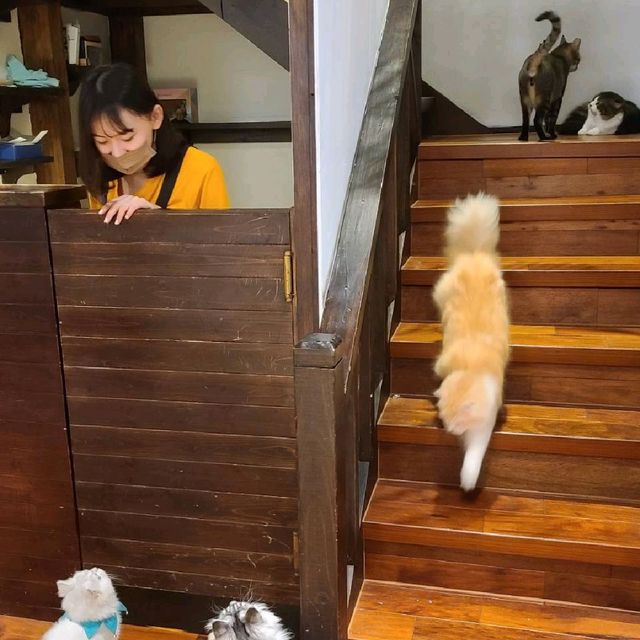 新竹招財咖啡~享受被萌貓包圍😻❤