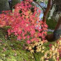 京都で彩色の紅葉を見るなら