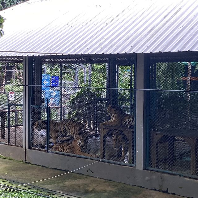 호랑이 들의 쉼터 🐯Tiger Park ! 🐅