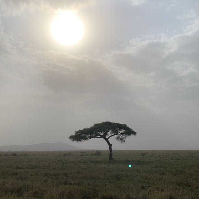 wildss at Ngorongoro 