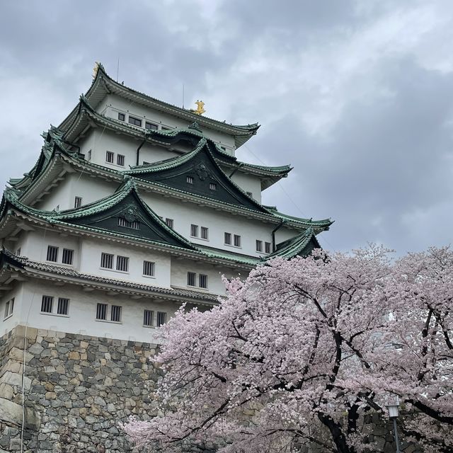 castle Inuyama with Sakura 