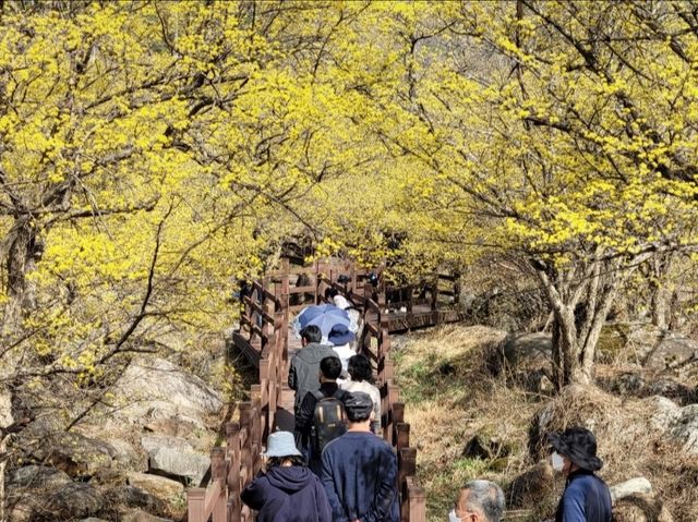 구례 산수유꽃축제
