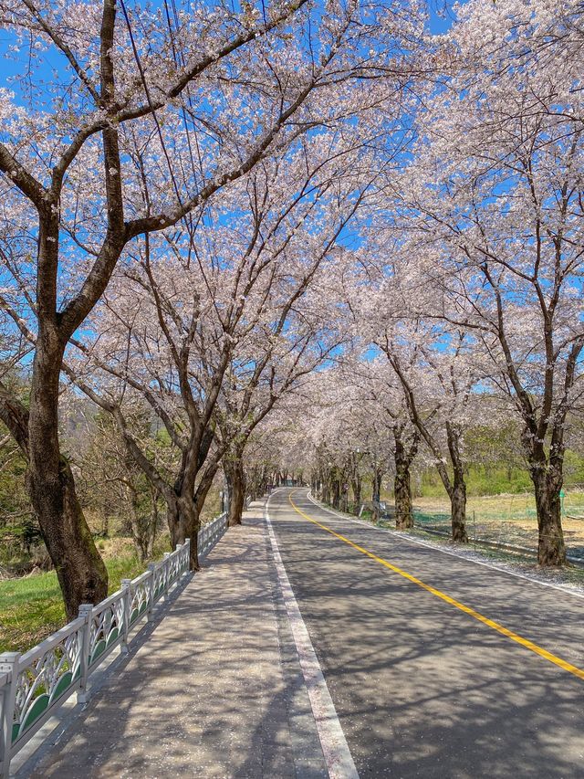 아는 사람들만 간다는 벚꽃 명소 🌸