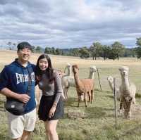 Raynella Alpaca Farmstay