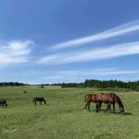 제주도 말을 바로 앞에서?! 성이시돌 목장🐎🌴