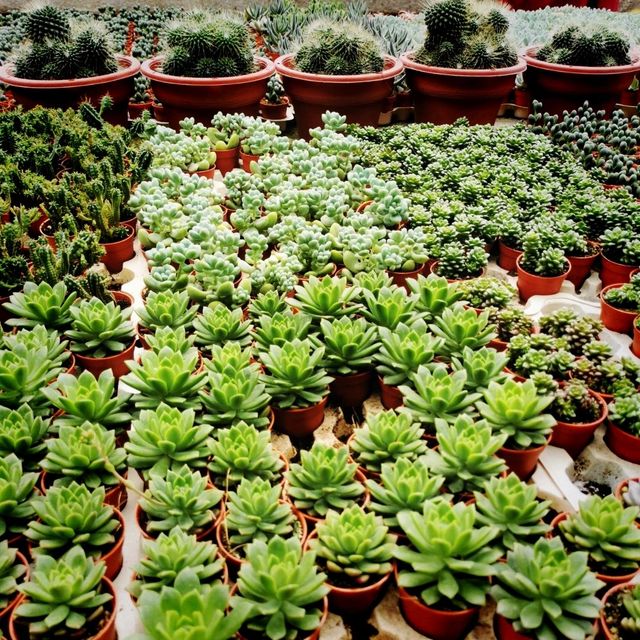 Beautiful Cactus 💖