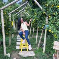 🍊🌿สวนของฉัน My garden ม่อนแจ่ม เชียงใหม่  🌿🍊 