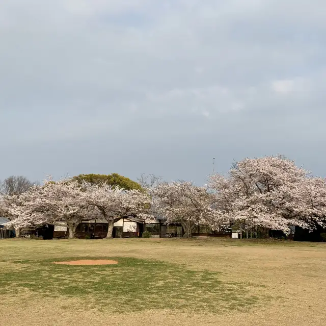 櫻花與油菜花共舞，彷如走入世外桃園！