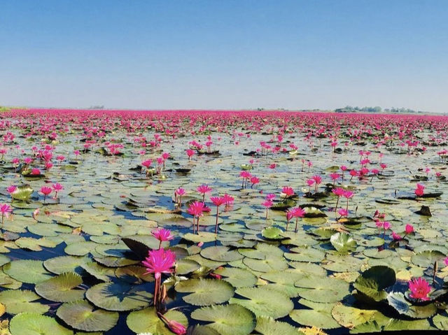 RED LOTUS SEA 