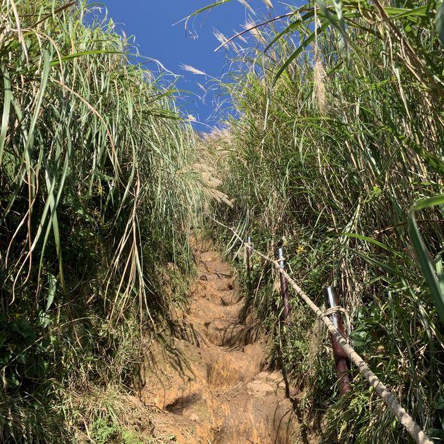 台北大屯群峰步道+季節限定芒草景觀｜主、南、西峰連走大挑戰，我完勝了！
