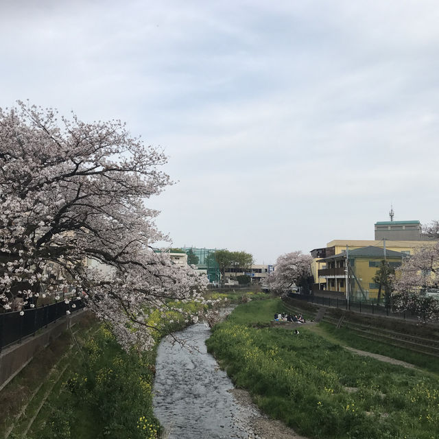 野川桜並木