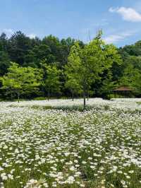 계란후라이꽃 샤스타데이지 천국🌼🤍