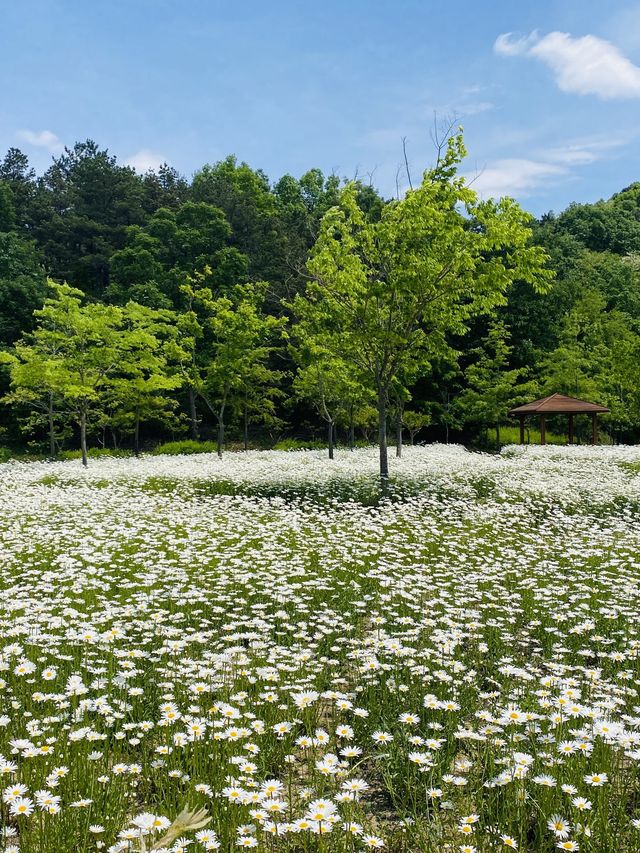 계란후라이꽃 샤스타데이지 천국🌼🤍