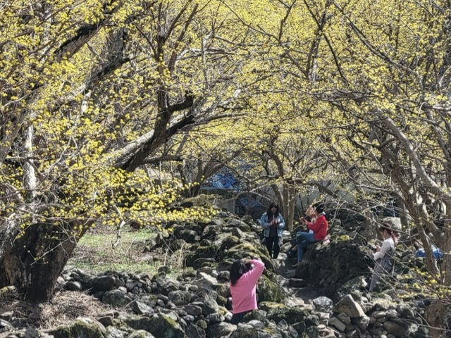 구례 산수유 꽃 축제