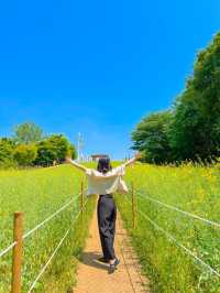 올림픽공원 들꽃마루 유채꽃 만개💛🌼