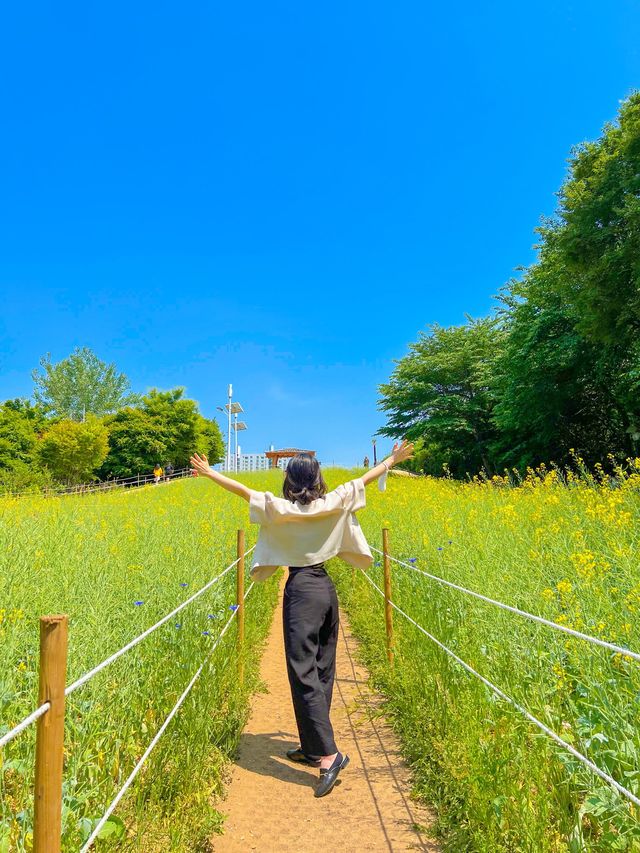 올림픽공원 들꽃마루 유채꽃 만개💛🌼