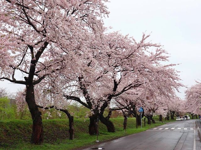 北海道大野川賞櫻