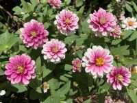 本地遊 ｜ 荔枝角公園 ｜賞花 ｜ 小百日草