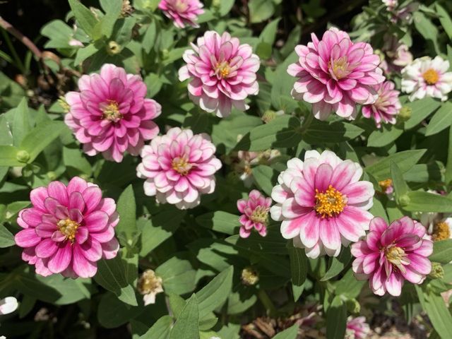 本地遊 ｜ 荔枝角公園 ｜賞花 ｜ 小百日草