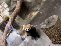 500円で見れる満足度高めの動物園🦁