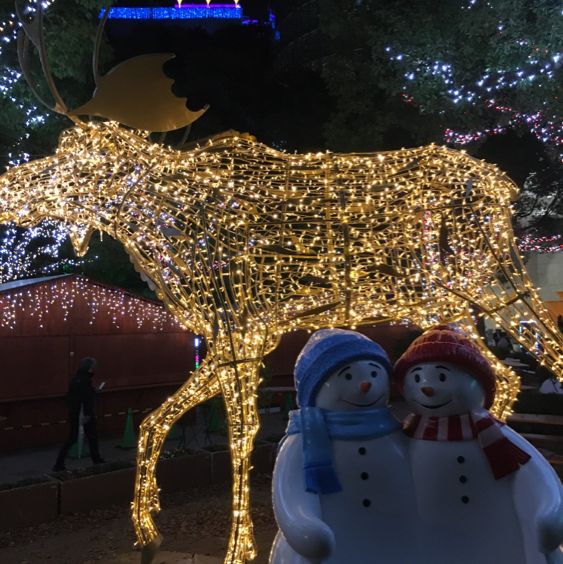 【天神中央公園】クリスマスイルミネーション