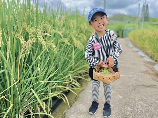 元朗大棠果園摘水果龍眼提子，餵羊拍照一流