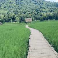สะพานทุ่งนาแห่งร่องเขานครชุม