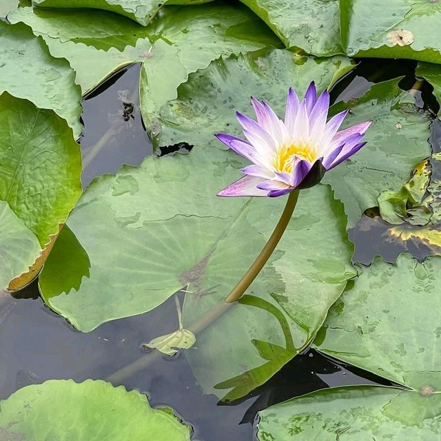 Bishan Park