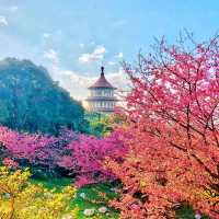 😍美不勝收的淡水天元宮🌸