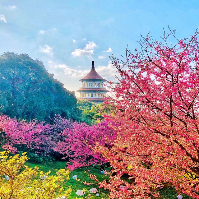 😍美不勝收的淡水天元宮🌸