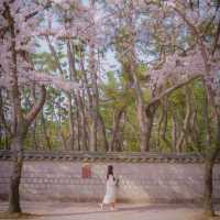 🌸경주에서 가장 예쁜 벚꽃길 [대릉원 돌담길]