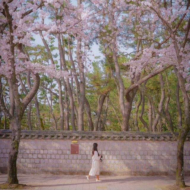 🌸경주에서 가장 예쁜 벚꽃길 [대릉원 돌담길]