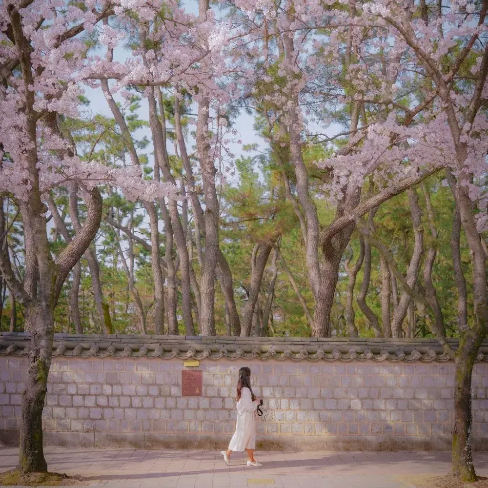 🌸경주에서 가장 예쁜 벚꽃길 [대릉원 돌담길]