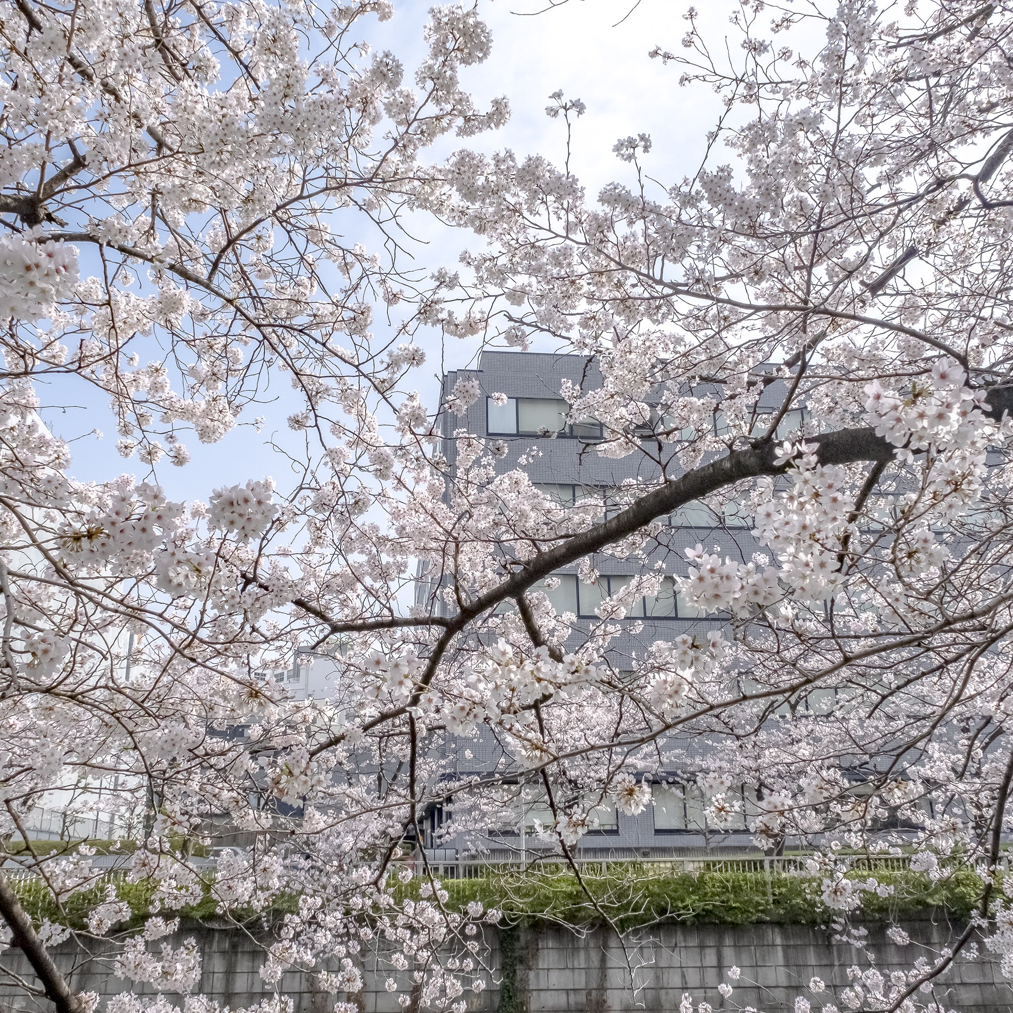 目黒川雅叙園マンション前付近の桜 Trip Com Tokyo Travelogues