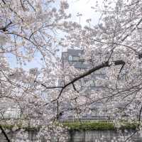 目黒川雅叙園マンション前付近の桜