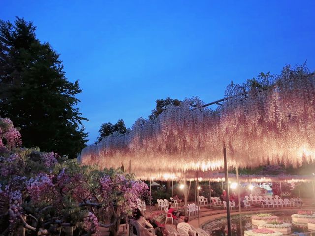 【栃木県】樹齢150年を超える「大藤」を愛でる