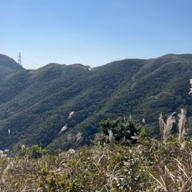 山賞芒草之旅🌾
