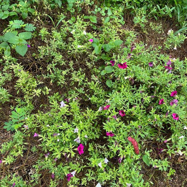 土瓜灣的花花世界