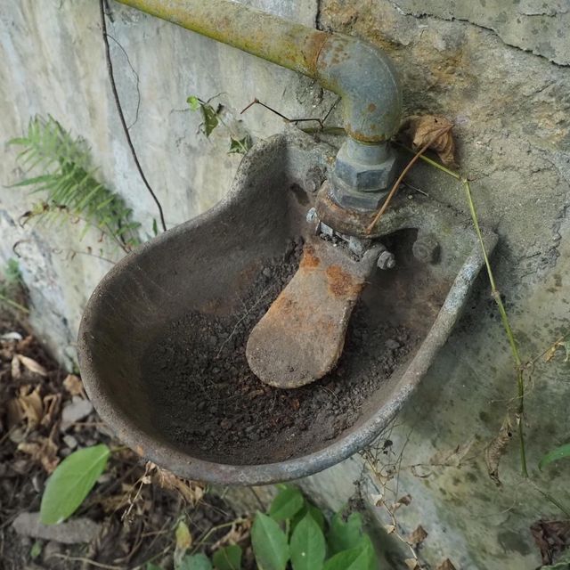 香港曾經出現過的乳牛牧場