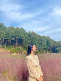 핑크 뮬리 명소는 포천에 있는 허브아일랜드💖