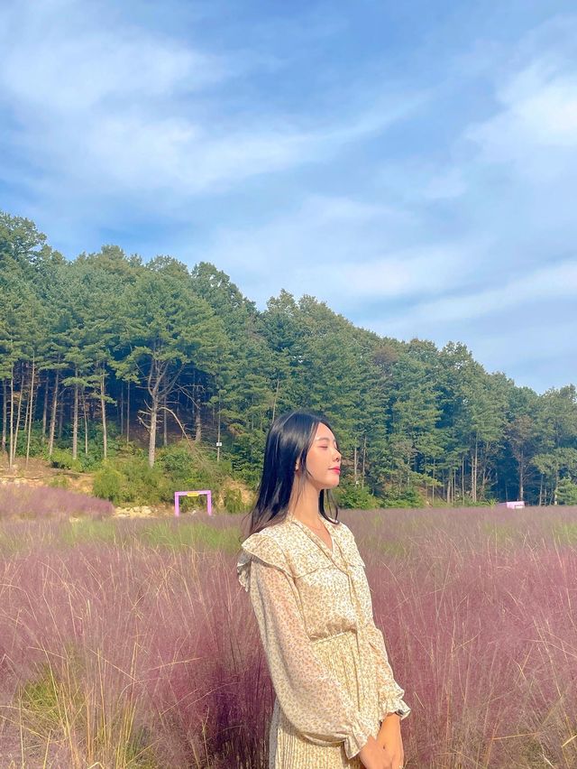 핑크 뮬리 명소는 포천에 있는 허브아일랜드💖