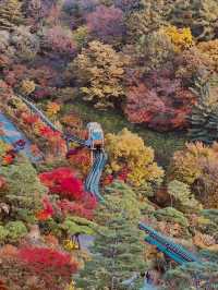 가을 단풍 명소 화담숲 미리보기🍁