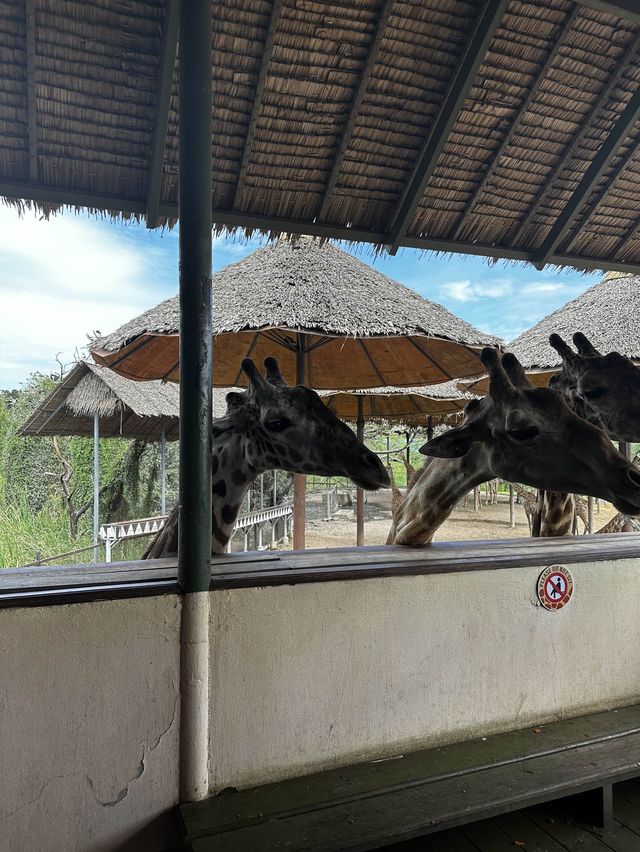 來泰國Safari World當一天動物飼養員吧！