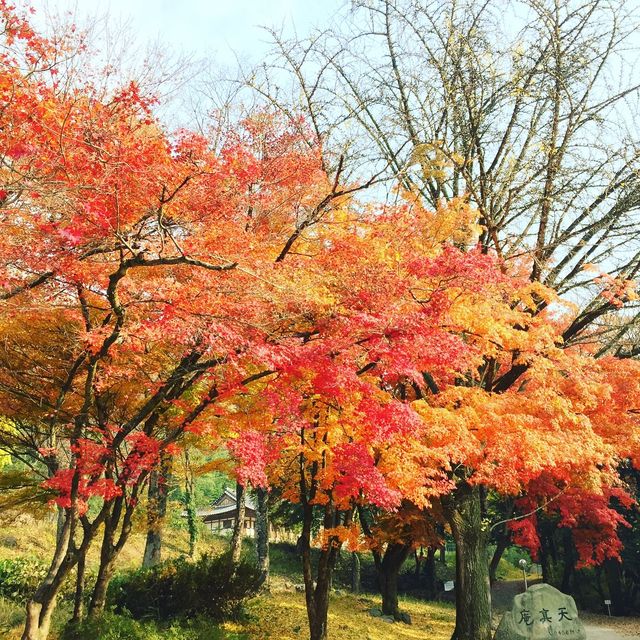 Naejangsan National Park 