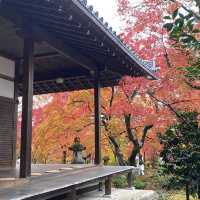 盛茂紅葉中體驗靜謐境界 – 常寂光寺