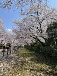 진해 벚꽃 명소:: 경화역🌸🌸🌸