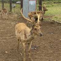 Deer Farm