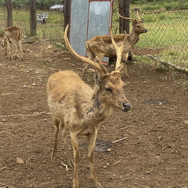 Deer Farm